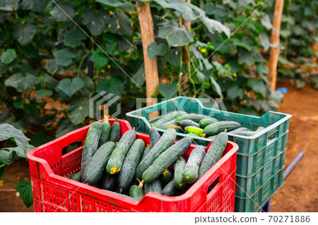 Freshly picked cucumbers in boxes in greenhouse Freshly picked cucumbers in boxes in greenhouse 70271886