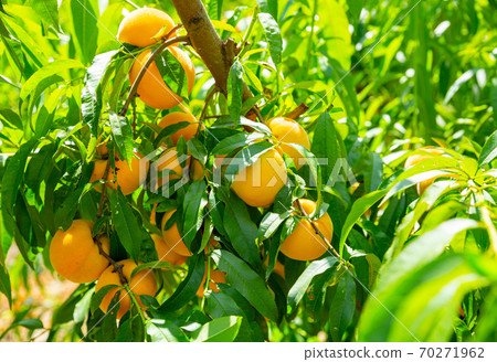 Ripe yellow peaches on branch in the garden Ripe yellow peaches on branch in the garden 70271962