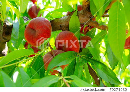 Ripe doughnut peaches hanging on tree branches 70271980