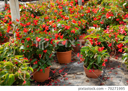 Blooming potted begonias Blooming potted begonias 70271995