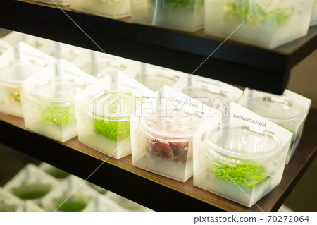 Aquarium plants on shelves of pet shop 70272064