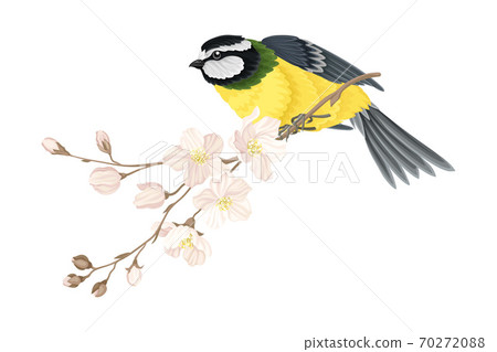 Garden Tit Perching on Branch with Apple Blossom Vector Illustration Garden Tit Perching on Branch with Apple Blossom Vector Illustration 70272088