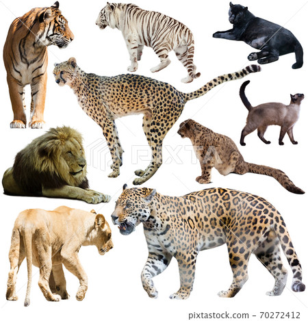 Collage with feline wild mammals on a white background Collage with feline wild mammals on a white background 70272412