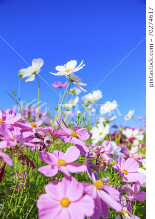 Nabana no Sato Cosmos in full bloom Nabana no Sato Cosmos in full bloom 70274617