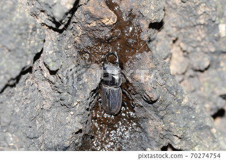 Nebuto stag beetle 70274754