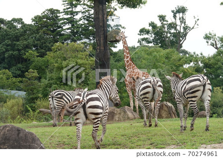 長頸鹿和斑馬 70274961