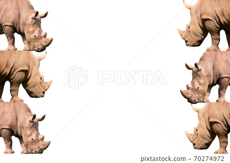 Composition with the head of a Rhino with a large horn on a white background Composition with the head of a Rhino with a large horn on a white background 70274972