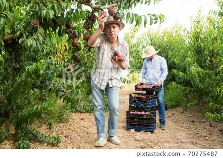 Farmer picking peaches from tree in garden, man on background Farmer picking peaches from tree in garden, man on background 70275487