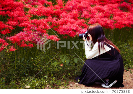 Camera girl shooting cluster amaryllis 70275888