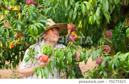 Man farmer in hat picking peaches from tree in garden Man farmer in hat picking peaches from tree in garden 70275925