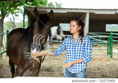 Female farmer feeding horse Female farmer feeding horse 70275969