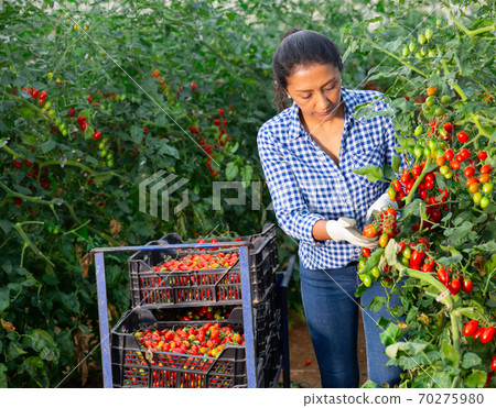 Colombian woman farmer harvesting red tomatoes in greenhouse Colombian woman farmer harvesting red tomatoes in greenhouse 70275980