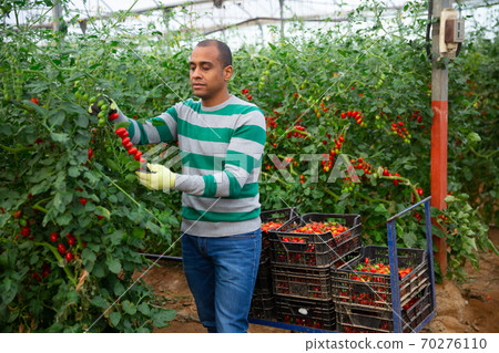 Latino male farmer harvesting tomatoes in greenhouse Latino male farmer harvesting tomatoes in greenhouse 70276110