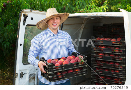 Gardener packing crates with peaches Gardener packing crates with peaches 70276249