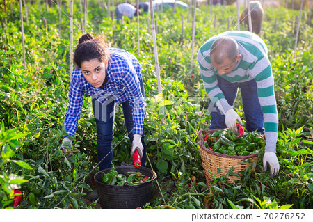 Farm family gathering crop of sweet peppers in garden Farm family gathering crop of sweet peppers in garden 70276252