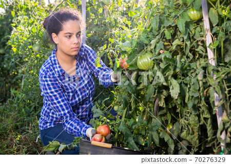 Positive woman harvesting ripe red tomatoes on the field 70276329
