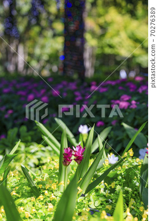 Nabana no Sato Autumn Flowers Nabana no Sato Autumn Flowers 70276389