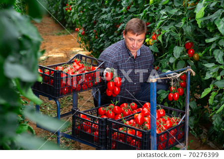 Male farmer harvesting red tomatoes in greenhouse 70276399