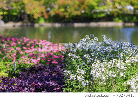 Nabana no Sato Autumn Flowers 70276413