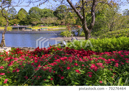 Nabana no Sato Autumn Flowers Nabana no Sato Autumn Flowers 70276464