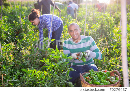 Farmer harvests bell peppers in the beds in garden 70276487