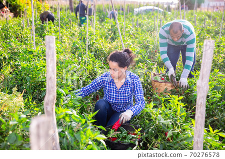 Young workwoman gathering crop of bell peppers on farm field Young workwoman gathering crop of bell peppers on farm field 70276578