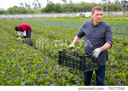 Man carrying box with red mustard greens 70277080