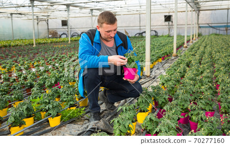 Man taking care of tomato seedlings Man taking care of tomato seedlings 70277160