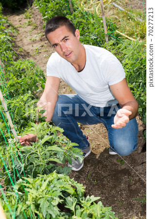 Man professional horticulturist working with tomatoes bushes in garden 70277213