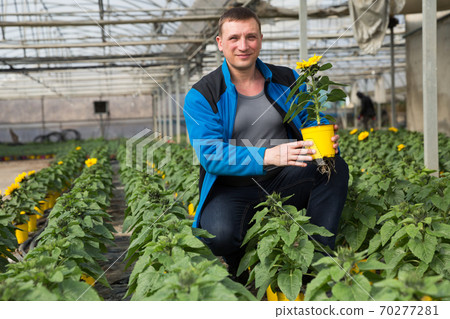 Man arranging pots with decorative sunflowers Man arranging pots with decorative sunflowers 70277281
