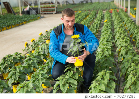 Skilled florist man engaged in cultivation of plants of decorative sunflower in greenhouse 70277285