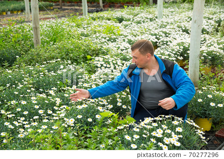 Confident farmer working with osteospermum ecklonis seedlings in greenhouse Confident farmer working with osteospermum ecklonis seedlings in greenhouse 70277296
