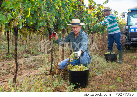 Vineyard owner gathering harvest of ripe white grapes Vineyard owner gathering harvest of ripe white grapes 70277359