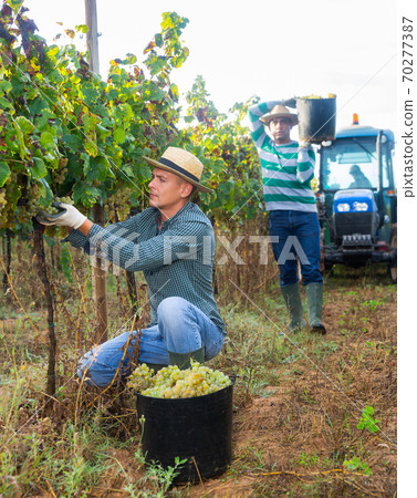 Focused farm worker picking ripe white grapes in vineyard Focused farm worker picking ripe white grapes in vineyard 70277387