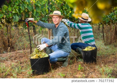 Vineyard owner gathering harvest of ripe white grapes Vineyard owner gathering harvest of ripe white grapes 70277392