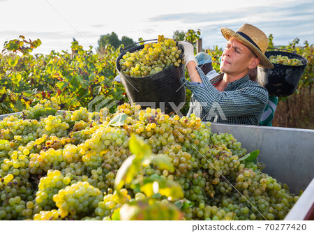 Man picking ripe grapes in truck during harvest in vineyard 70277420