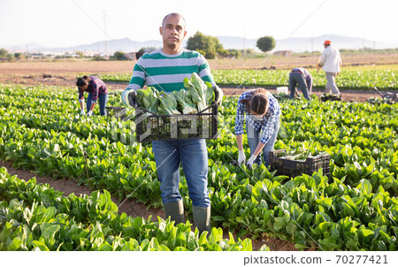 Farmer holding box with picked swiss chard 70277421