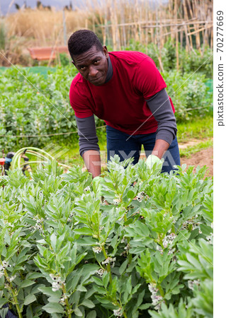 African-American gardener checking legume bushes African-American gardener checking legume bushes 70277669