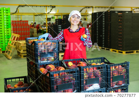 Woman standing in fruits warehouse showing peaches Woman standing in fruits warehouse showing peaches 70277877