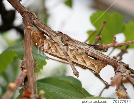 Coszume perching on a vine Coszume perching on a vine 70277974