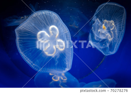 Common jellyfish underwater close-up view Common jellyfish underwater close-up view 70278276