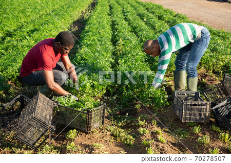 Afro and Latino farm workers picking parsley Afro and Latino farm workers picking parsley 70278507