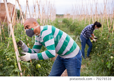 Male gardener in protective mask supervising growth of tomatoes in garden 70278510