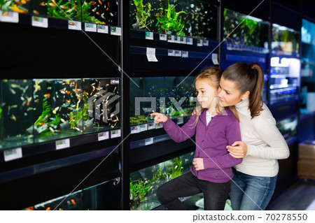 Girl with mother choosing aquarium fish in pet store Girl with mother choosing aquarium fish in pet store 70278550