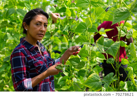 Hispanic female worker gathering crop of beans in hothouse 70278621