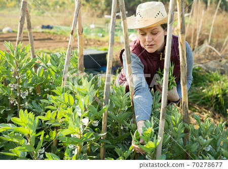 Woman gardening on broad beans plantation 70278677