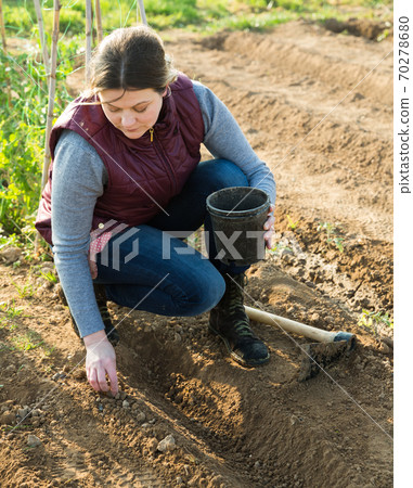 Woman planting young seeds 70278680