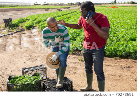Latin american farm worker feeling chest pain, african workmate calling doctor Latin american farm worker feeling chest pain, african workmate calling doctor 70278691