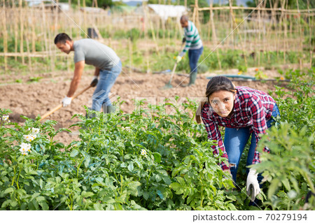 Latina woman checking potato plants on vegetable garden 70279194