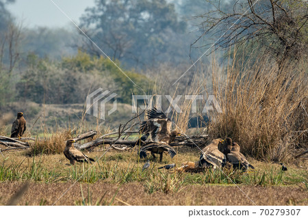 steppe eagle flock fighting with wings open for feeding on spotted or Axis deer kill. Action scene of group of animals at keoladeo ghana national park or bharatpur bird sanctuary rajasthan india steppe eagle flock fighting with wings open for feeding on spotted or Axis deer kill. Action scene of group of animals at keoladeo ghana national park or bharatpur bird sanctuary rajasthan india 70279307
